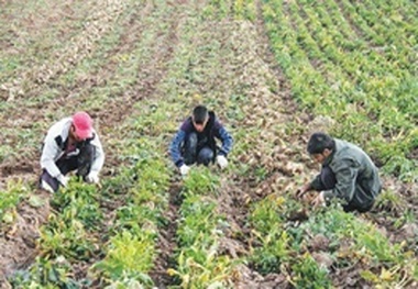 ظرفیت محدود کارخانه قند استان و کلافگی چغندرکاران  چغندر لرستان ناچارا به اصفهان می رسد!