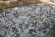 تلف شدن 15 تن ماهی پرورشی قزل آلا در لردگان