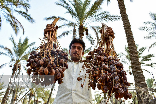 خط و نشان فرماندار دلگان برای دلالان و سودجویان بازار خرما