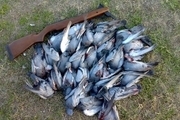 نسل کشی پرندگان در فریدونکنار