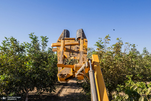 برداشت مکانیزه گردو در استان زنجان