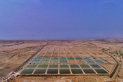 استانداردسازی تولیدی میگوی پرورشی در استان بوشهر مدیریت شود