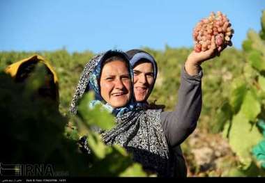 تاکداران خراسان شمالی در پرداخت هزینه های بیمه حمایت می شوند