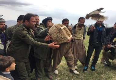 آزاد سازی بیش از 100 بال کبک توسط 50 شکارچی نادم بوکانی