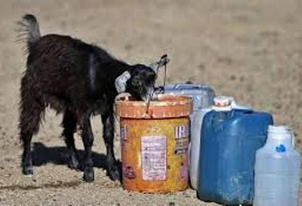 یک سوم آب شرب مناطق روستایی گنبد به مصارف دامی می رسد