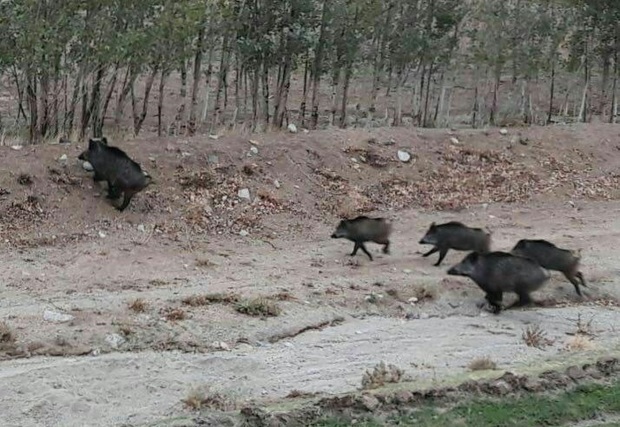 تکذیب حمله گرازها به یک روستای شهرستان سراب