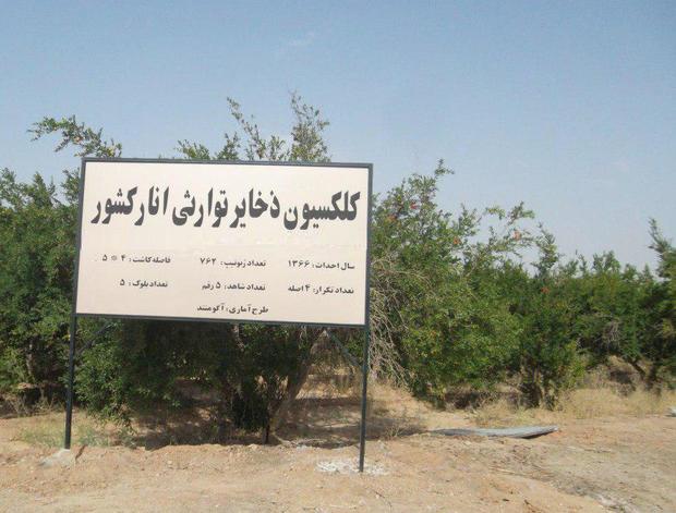 احیا و جوان سازی مرکز  تحقیقات انار یزد بعد از 30 سال