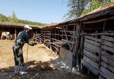 سمپاشی 89 روستای نوشهر، چالوس و کلاردشت برای پیشگیری از تب کنگو