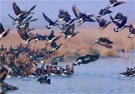 سرشماری زمستانی پرندگان آبزی و کنار آبزی در استان زنجان آغاز شد