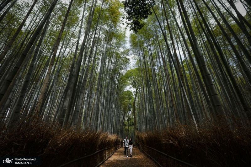 منتخب تصاویر امروز جهان- 9 خرداد