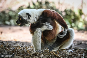 منتخب تصاویر امروز جهان - 16 اسفند 1403