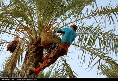 تولید 25تن خرما در طرود  کاهش50 درصدی نسبت به پارسال