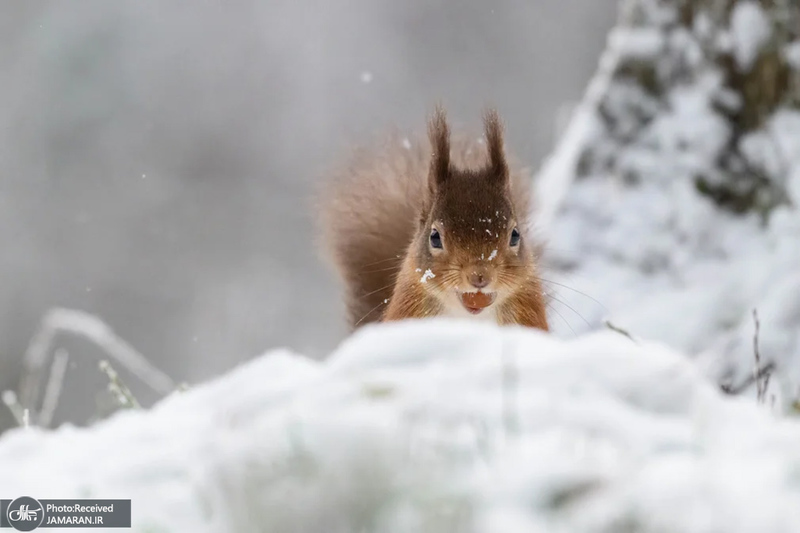 منتخب تصاویر امروز جهان - 21 و 22 دی 1403