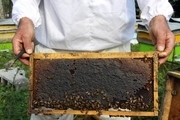 شهروند مهریزی، درآمد زنبور عسل خود را به عتبات عالیات اهدا کرد