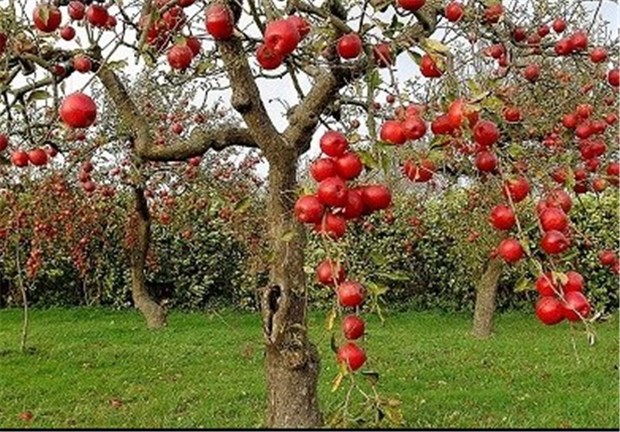 ۱۲ هزار هکتار از باغ‌های استان سمنان در طرح اصلاح قرار گرفت