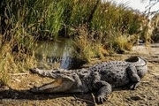 430 تمساح پوزه کوتاه در محدوده حفاظت شده گاندو زیست می‌کنند