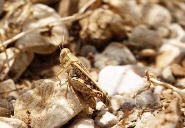 مدیرحفظ نباتات کشاورزی: همدان برای مبارزه با ملخ آماده است