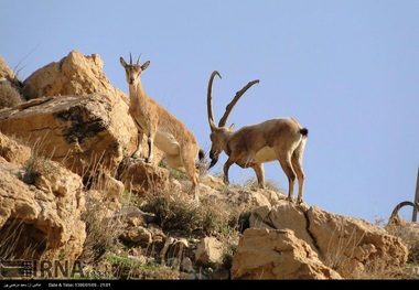 حاشیه های مناطق حفاظت شده اصفهان پذیرای مهمانان نوروزی