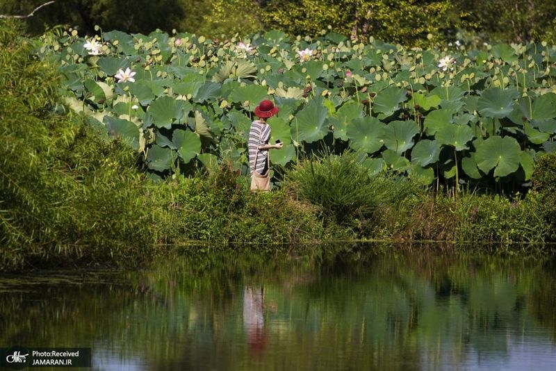 منتخب تصاویر امروز جهان- 21 مرداد