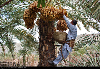 برداشت خرما در سیستان و بلوچستان از مرز140هزار تن گذشت