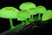 کشف گونه ای جدید از قارچ های نورانی