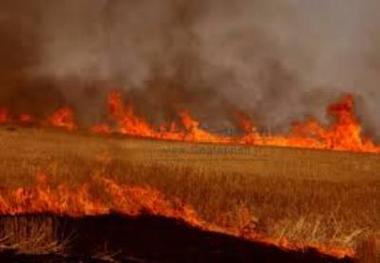 بیش از هشت هکتار از مزارع گندم روستای هلیل رود رابر طعمه حریق شد