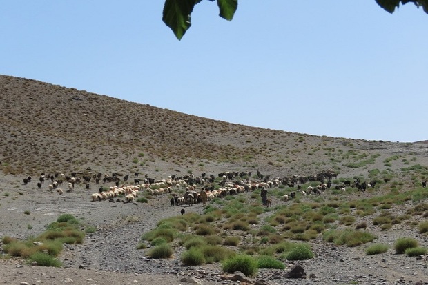 خشکسالی به 80درصد از مراتع گچساران خسارت زد