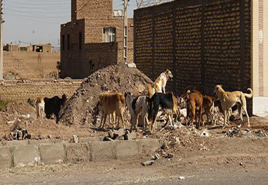 بحران بیماری سالک و سگ‌های ولگرد در شرق استان اصفهان  برای کشاورزان اصفهانی چاره‌ای جز اعتراض نمانده