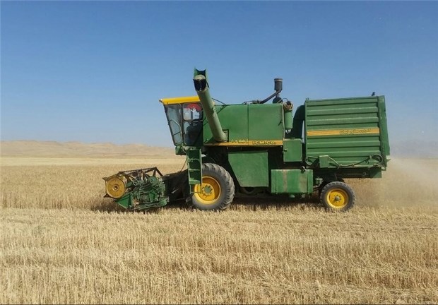 تولید گندم در استان بوشهر ۶۰ درصد کاهش دارد