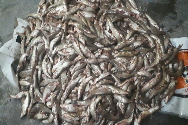 700 قطعه ماهی صید غیرمجاز در مراغه کشف شد