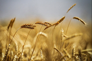 بذر گندم مقاوم به شوری خاک در قزوین تولید شد
