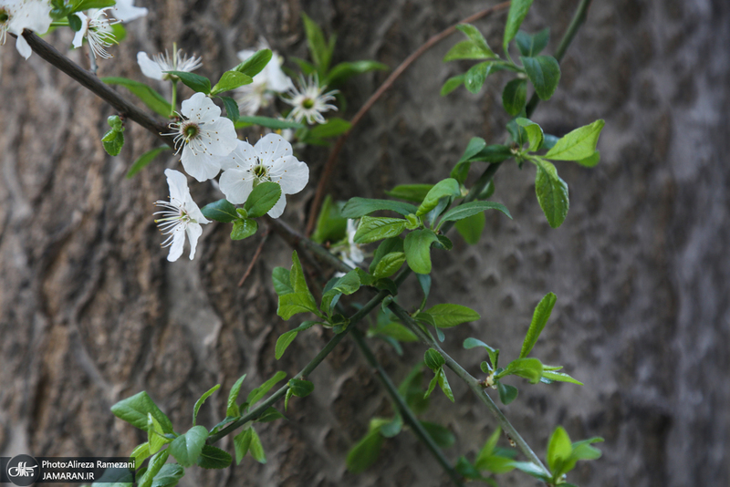 شکوفه های بهاری تهران