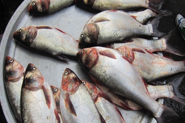 سه هزار کیلوگرم ماهی فاسد در آستارا توقیف شد