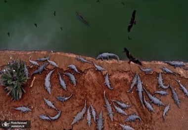 اسراییل به حیوانات هم رحم نمی‌کند 