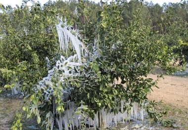 باغداران خراسان شمالی مراقب خسارات سرما باشند