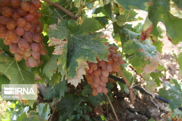 حدود ۳۰ درصد باغ‌های انگور زنجان دچار سرمازدگی شد