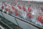 علت نوسان قیمت مرغ در بازار چیست؟ 