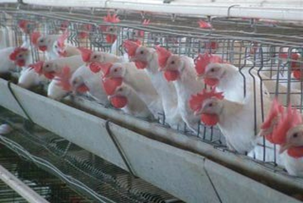 اقدام عجیب ستاد تنظیم بازار/ موافقت با افزایش قیمت مرغ منجمد