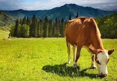 بهره‌ برداری از ۴۴۴ طرح  روستایی دام و طیور استان زنجان در دولت  یازدهم