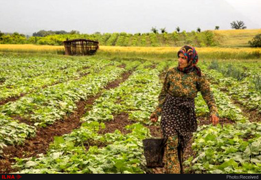 نقش  انکار ناشدنی زنان در توسعه کشاورزی و امنیت غذایی کشور