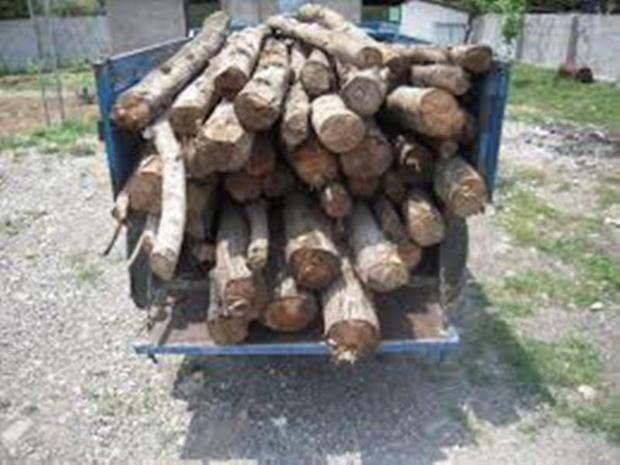 دستگیری سه قاچاقچی چوب بلوط در گچساران