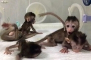 تولد 5 میمون شبیه سازی شد در چین