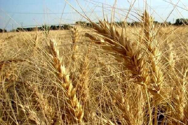 قیمت گندم به بالاترین حد خود رسید؛ امنیت غذایی کشورهای عربی در معرض تهدید است