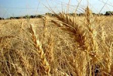 قیمت گندم به بالاترین حد خود رسید؛ امنیت غذایی کشورهای عربی در معرض تهدید است