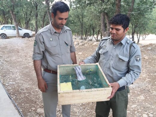 صیاد متخلف زنده گیری پرنده در شهرستان کوهرنگ دستگیر شد