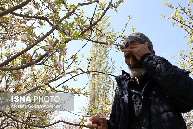 امید باغداران اهری به یأس تبدیل شد