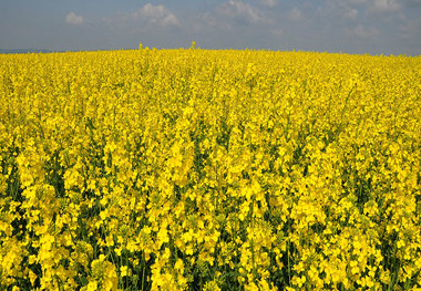 کشت کلزا در 10 هزار هکتار از اراضی آذربایجان غربی