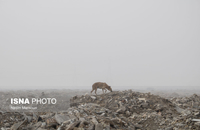 آلودگی هوای اهواز (8)