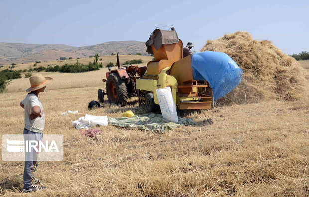 خرید ۲۹۲ هزار تن گندم از کشاورزان لرستانی