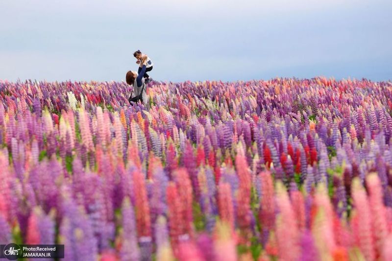 منتخب تصاویر امروز جهان- 26 خرداد 1400